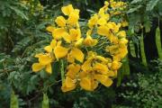 Cassia angustifolia 
